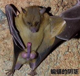 动物生殖器视频,生殖器视频揭秘