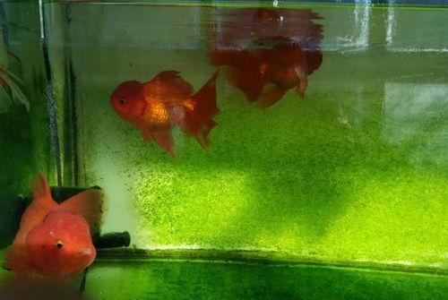 养观赏鱼视频,跟随视频探索观赏鱼养殖艺术