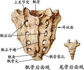 骶骨注射疗法视频,揭秘疼痛缓解新方法