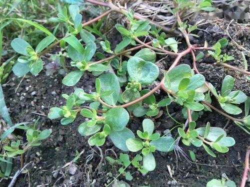 青草视频在线观看最新,畅享最新精彩内容，在线观看新潮流